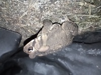 Anaxyrus americanus