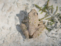 Acris crepitans