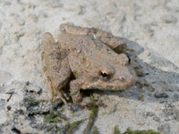 Acris crepitans