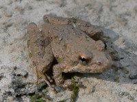 Acris crepitans