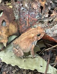 Anaxyrus americanus