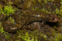 Desmognathus folkertsi
