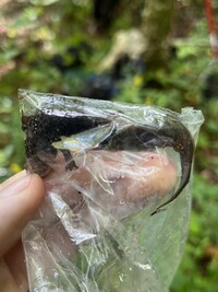 Desmognathus folkertsi