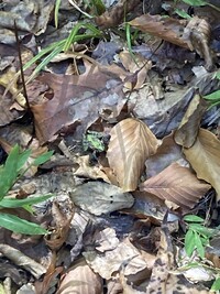 Acris crepitans