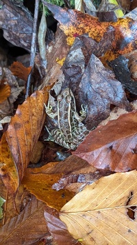 Lithobates palustris