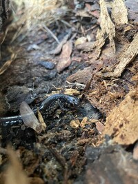 Plethodon chlorobryonis