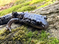 Plethodon cylindraceus