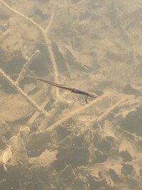 Notophthalmus viridescens