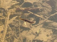 Notophthalmus viridescens