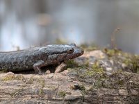 Desmognathus bairdi
