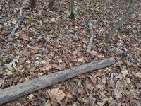 Plethodon cylindraceus