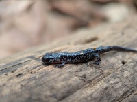 Plethodon cylindraceus