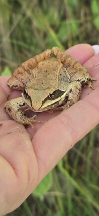 Lithobates sylvaticus