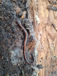 Plethodon cinereus