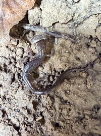 Plethodon jacksoni
