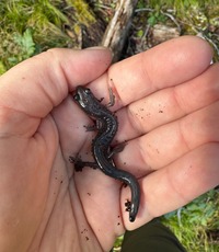 Plethodon montanus