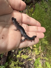 Plethodon montanus
