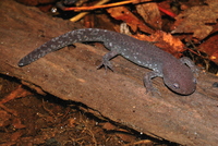 Ambystoma talpoideum