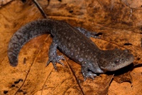 Ambystoma talpoideum