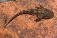 Ambystoma talpoideum