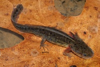 Ambystoma talpoideum