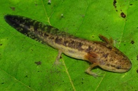 Ambystoma talpoideum