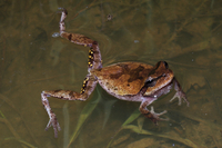 Hyla femoralis