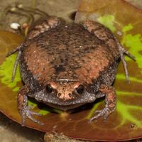 Gastrophryne carolinensis