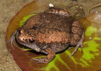 Gastrophryne carolinensis