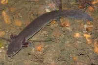 Necturus punctatus