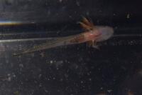 Ambystoma opacum