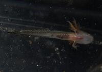 Ambystoma opacum