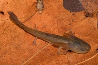 Ambystoma opacum