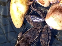 Lithobates sylvaticus