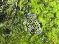 Lithobates sphenocephalus