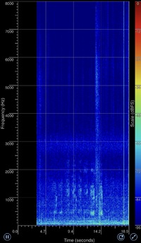 Lithobates sphenocephalus