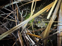 Pseudacris brimleyi