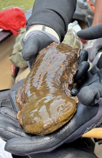 Cryptobranchus alleganiensis