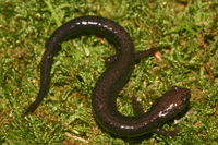 Plethodon richmondi
