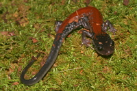 Plethodon yonahlossee