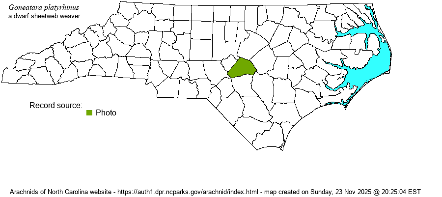 Goneatara platyrhinus