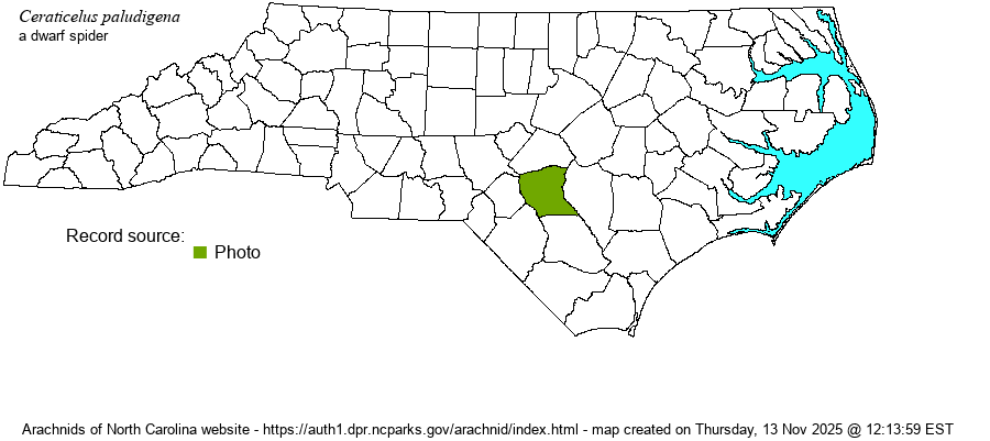 Ceraticelus paludigena