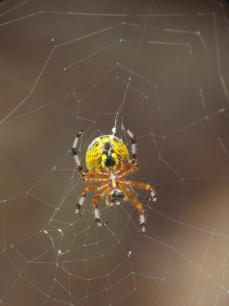 Spiders of North Carolina