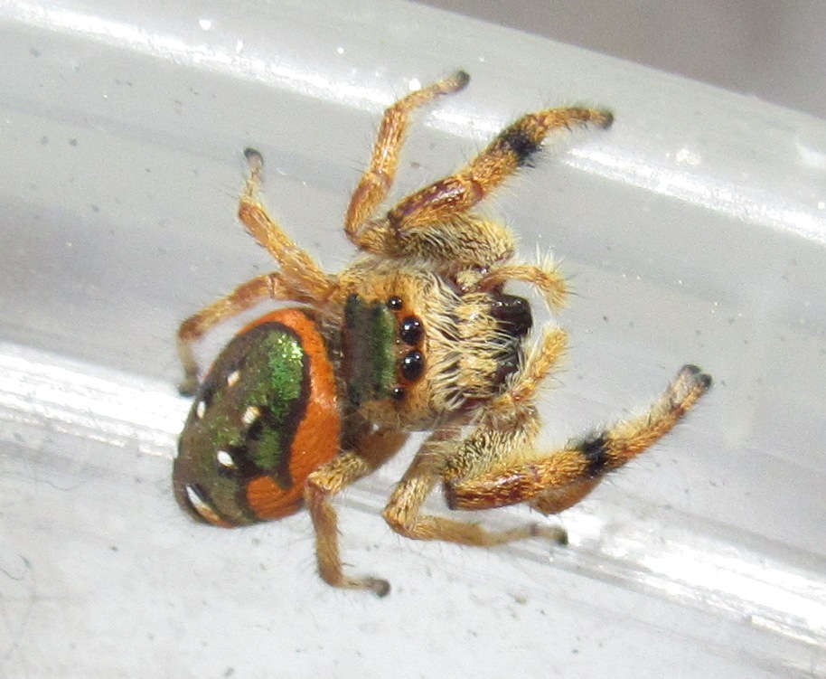 Emerald Jumping Spider: A Paraphidippus Aurantius Care Guide!