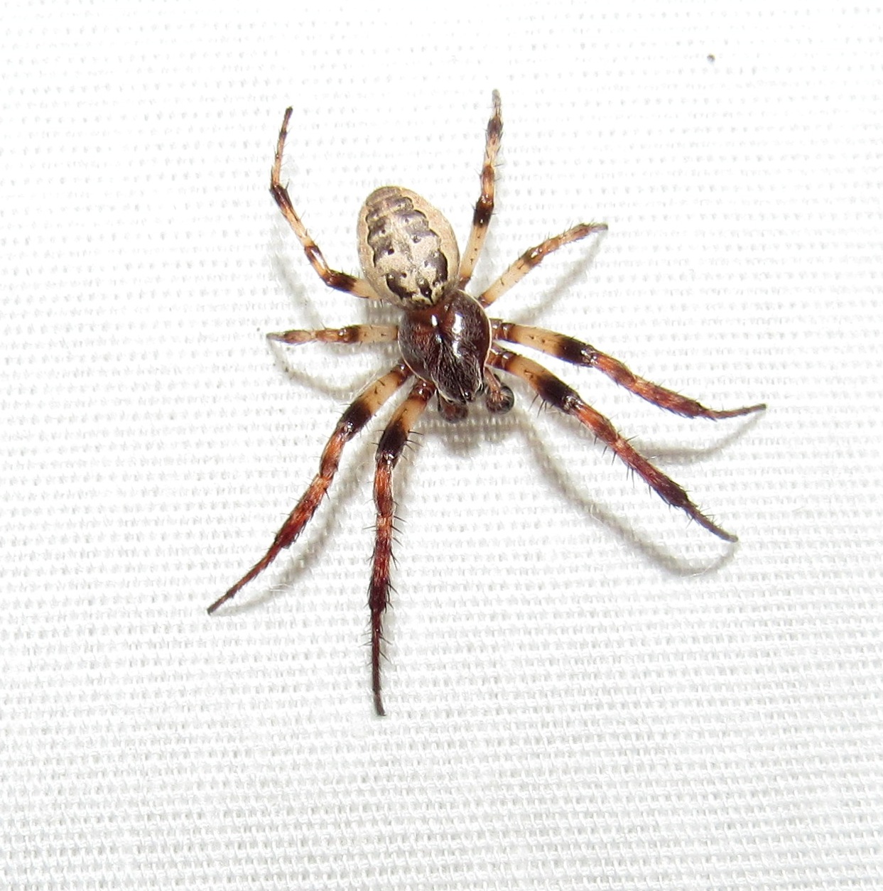 Dark spider with white line down the back - Eriophora ravilla