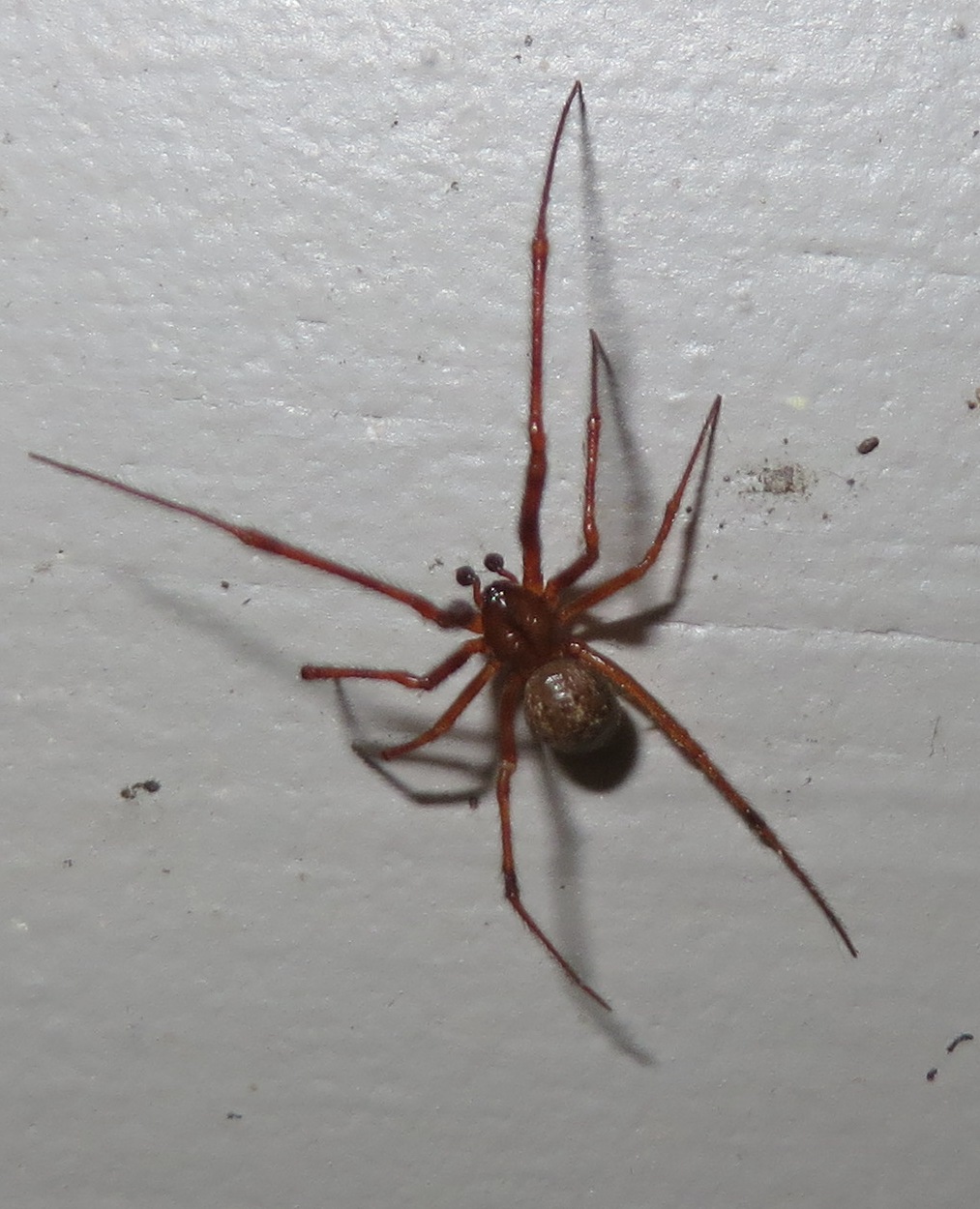 Common House Spider (Parasteatoda tepidariorum) · iNaturalist
