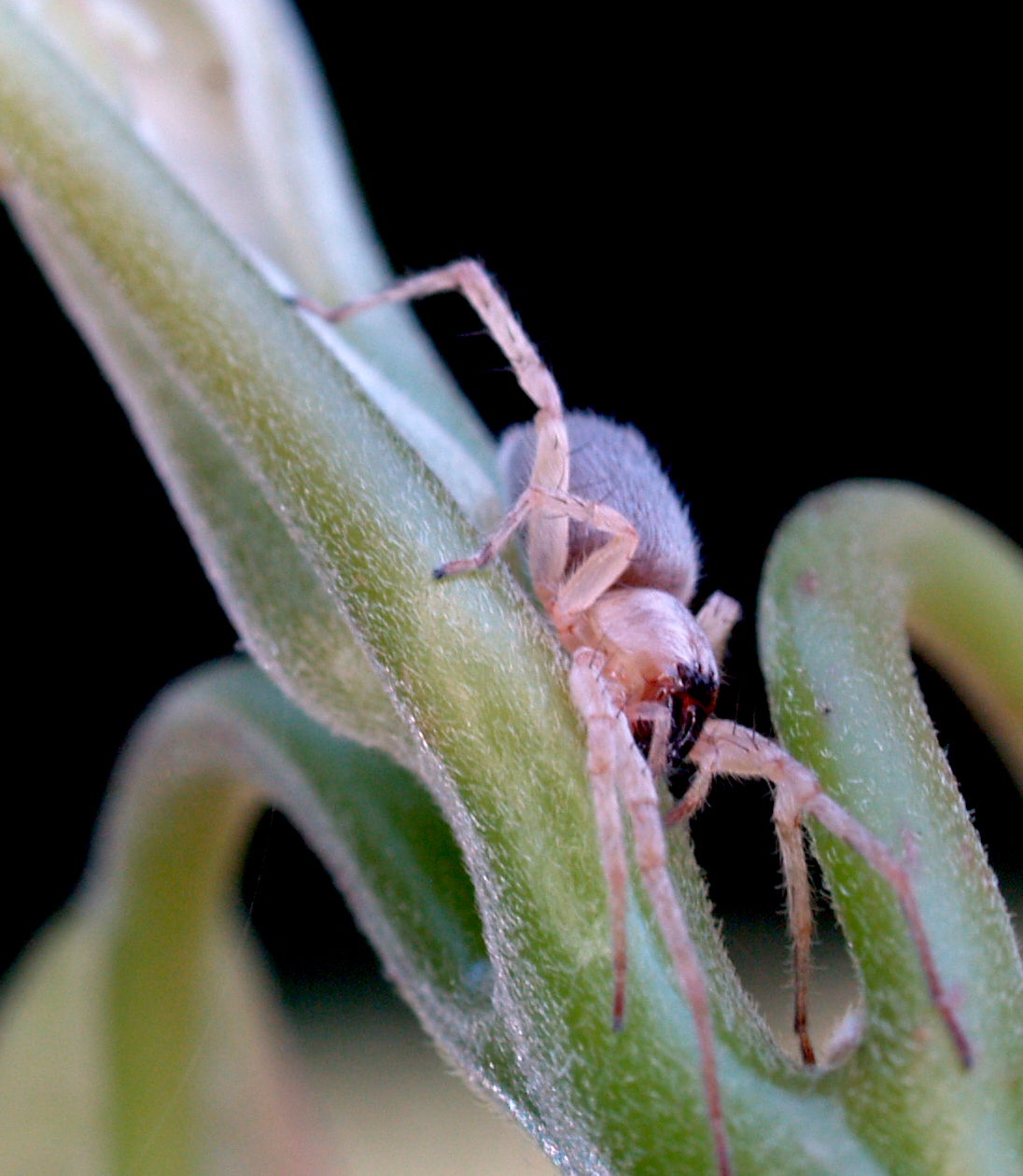 The Amazing Spiders of North Carolina, Homegrown