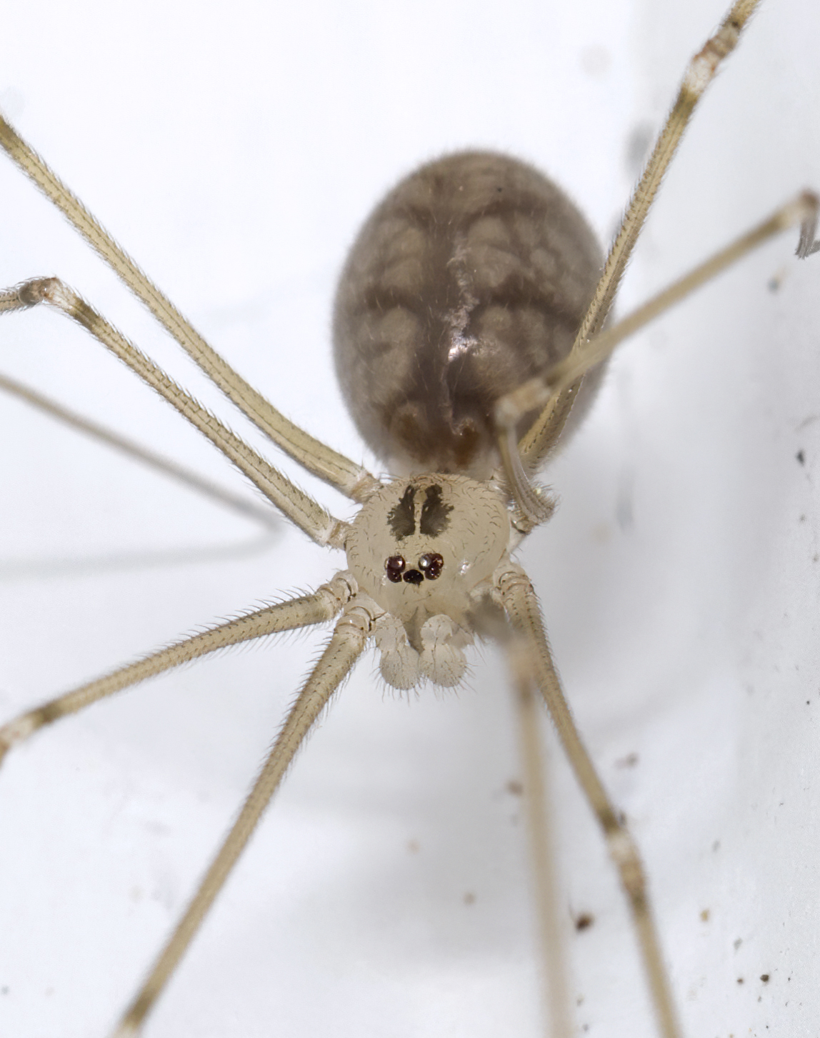 Long-bodied cellar daddy long-legs spider