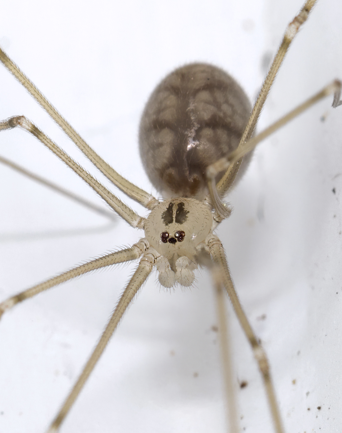 FAMILY PHOLCIDAE - Daddy long-leg Spiders