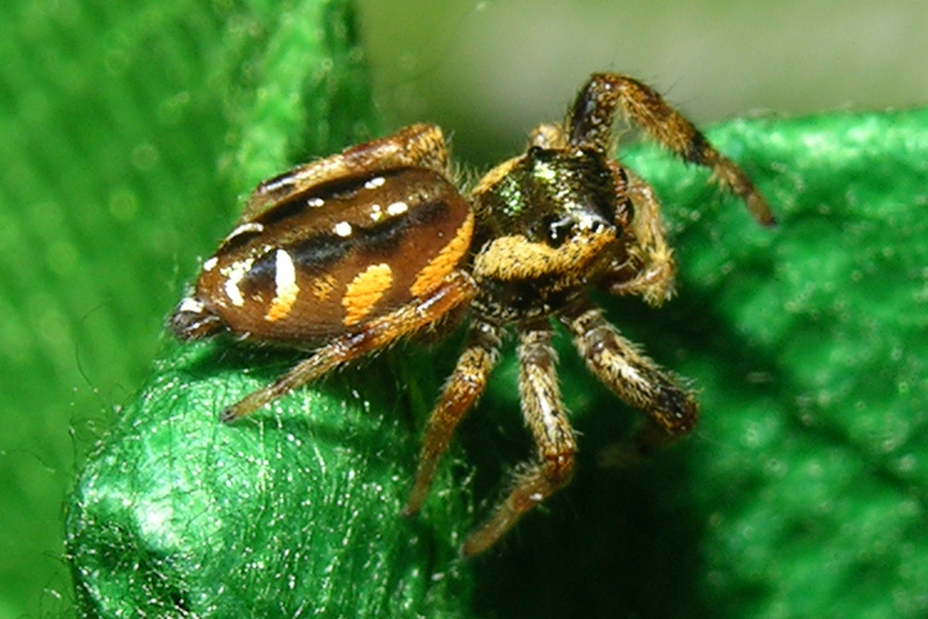 Emerald Jumping Spiders